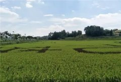 有一种利川风景，叫稻田里的“中国梦”