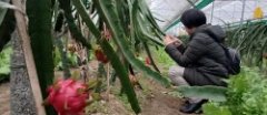 湖北宣恩:热带火龙果助日子更红火