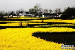 在油菜花盛开的季节 我选择到湖北恩施旅游